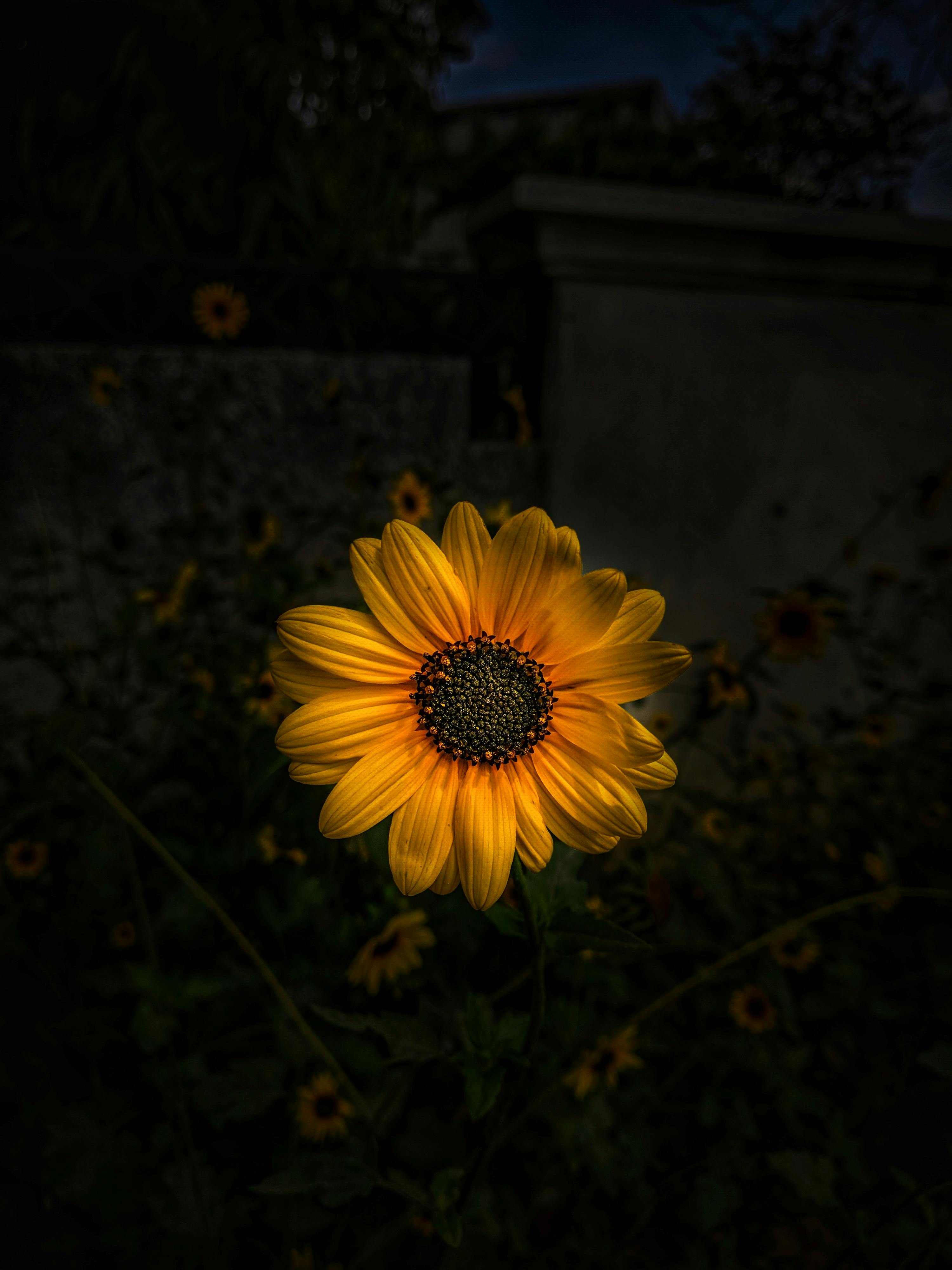 yellow sunflower in bloom