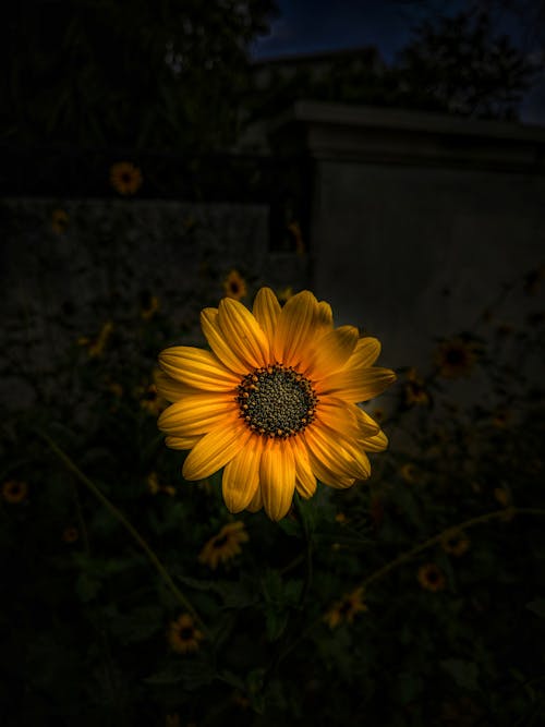 Kostenlos Gelbe Sonnenblume In Voller Blüte Stock-Foto