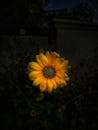 在黑暗的花园背景下，一朵引人注目的向日葵脱颖而出，展现出鲜艳的黄色花瓣