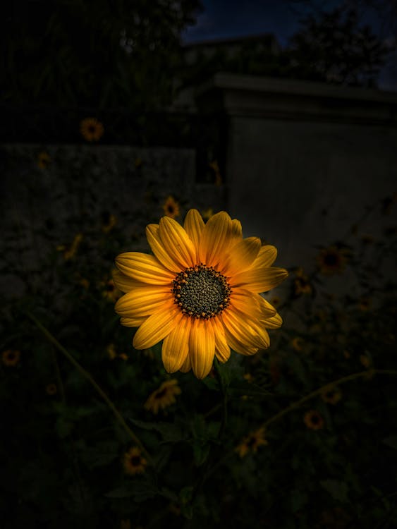 Yellow Sunflower In Bloom