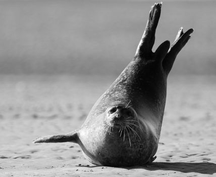 A captivating black and white image of a seal on the shores of Berck, France.
