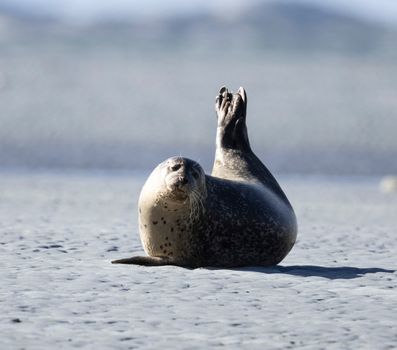 Seal lounging on a sandy beach under the sun, showcasing its playful nature in a natural habitat.
