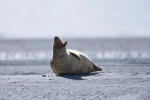 A seal yawing peacefully on a sandy beach, capturing the essence of wildlife relaxation.