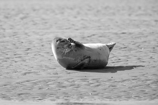 Black and white photo of a seal lounging on a sunlit beach, embodying tranquility and wildlife.