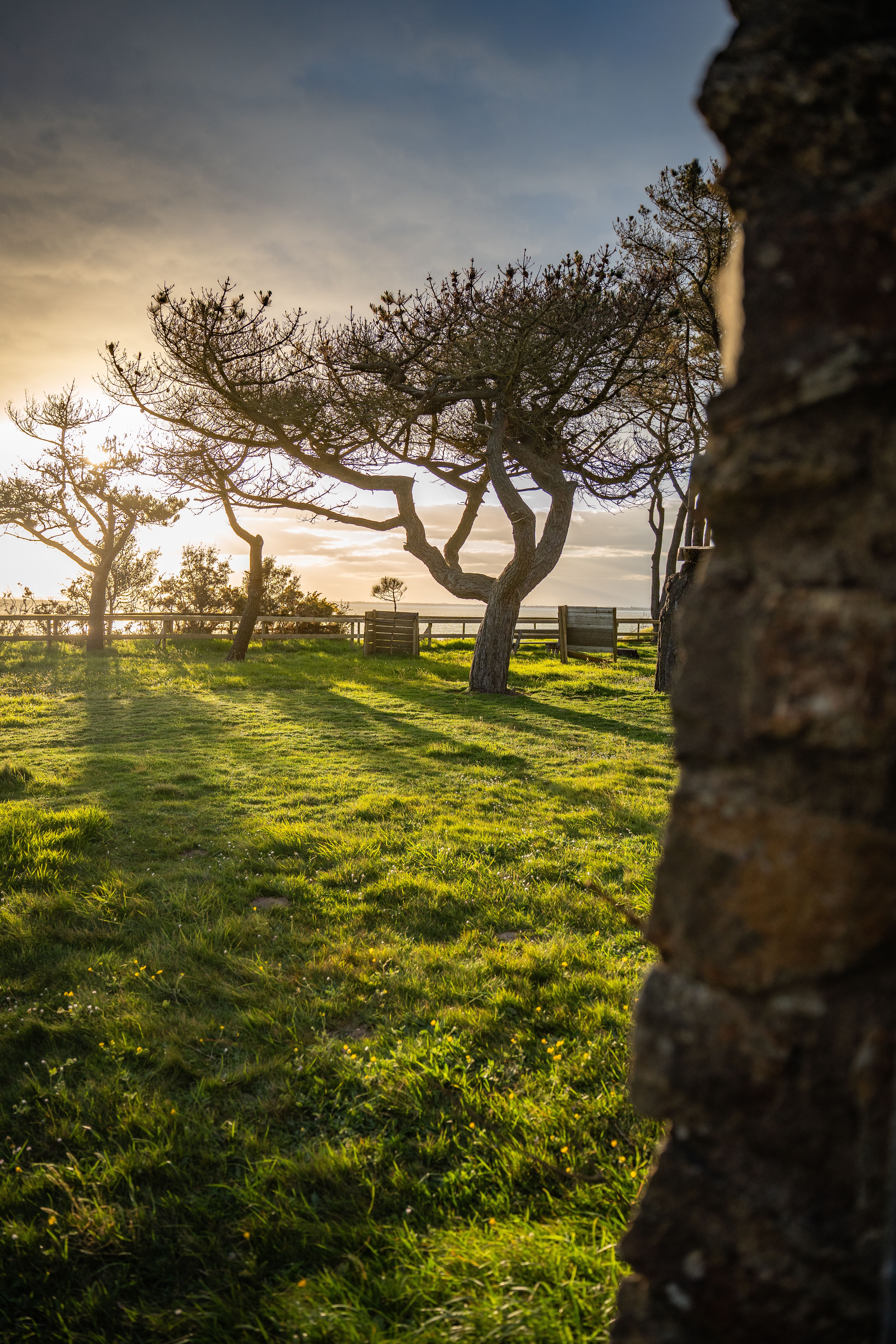Trees in Seaside Yard · Free Stock Photo