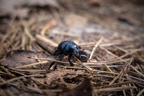 Free A detailed shot of a black beetle crawling on earthy forest debris, showcasing nature's intricacy. Stock Photo