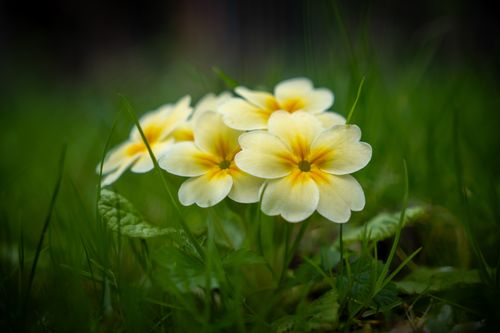 Free Beautiful yellow primroses blooming in a green spring meadow with selective focus. Stock Photo