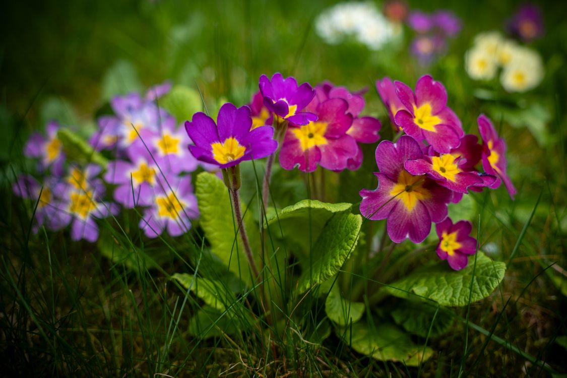 Prime Roses Images Close-Up of Blooming Primrose · Free Stock Photo