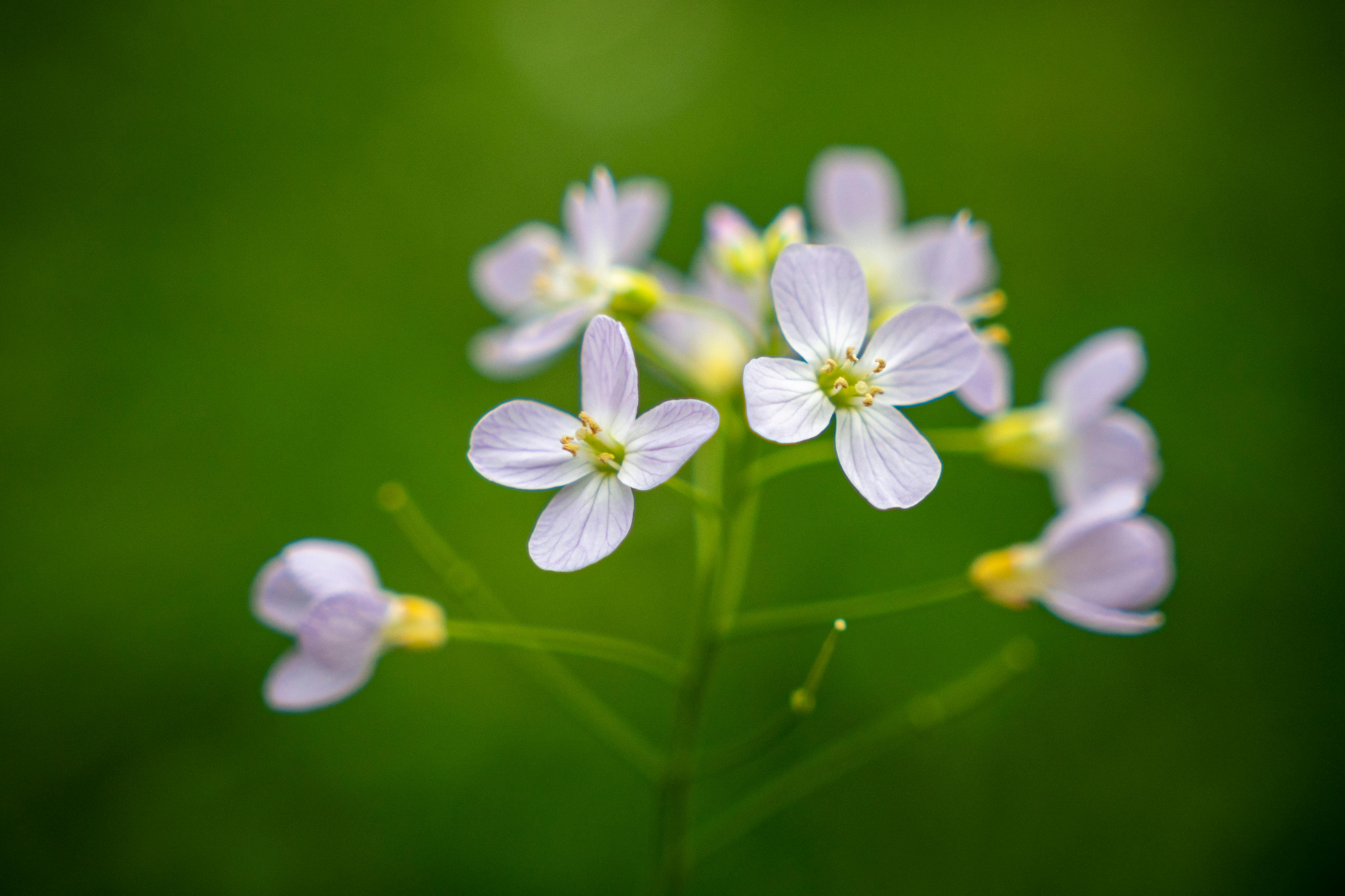Contexto experimental altera sensibilidade imunológica de receptores em Arabidopsis