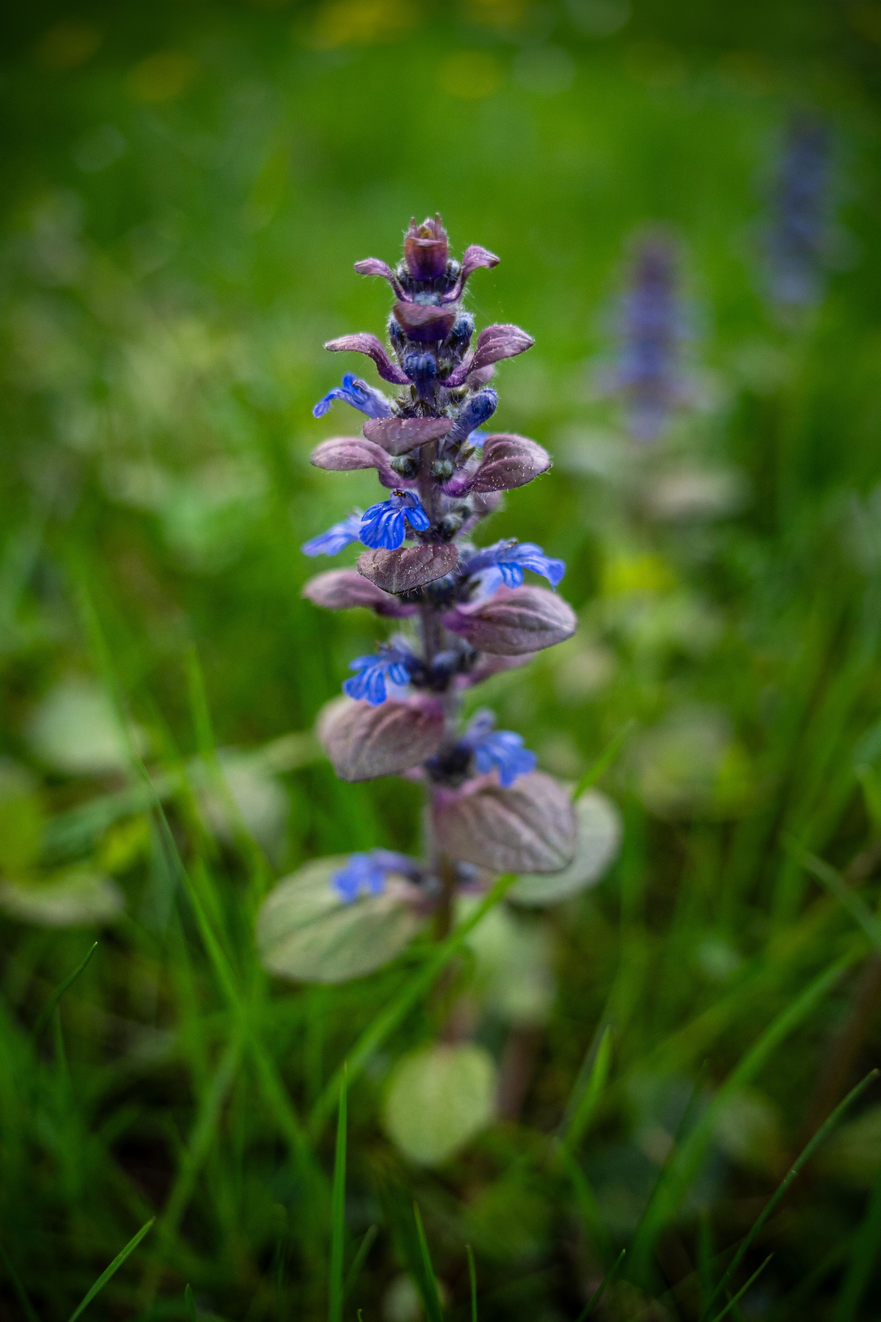 Detailed close-up of a blooming bugle plant with vibrant blue flowers and purple leaves.