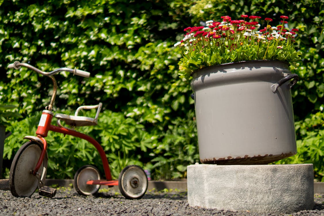 Free Red Pedal Trike Beside Container With Flowers Stock Photo
