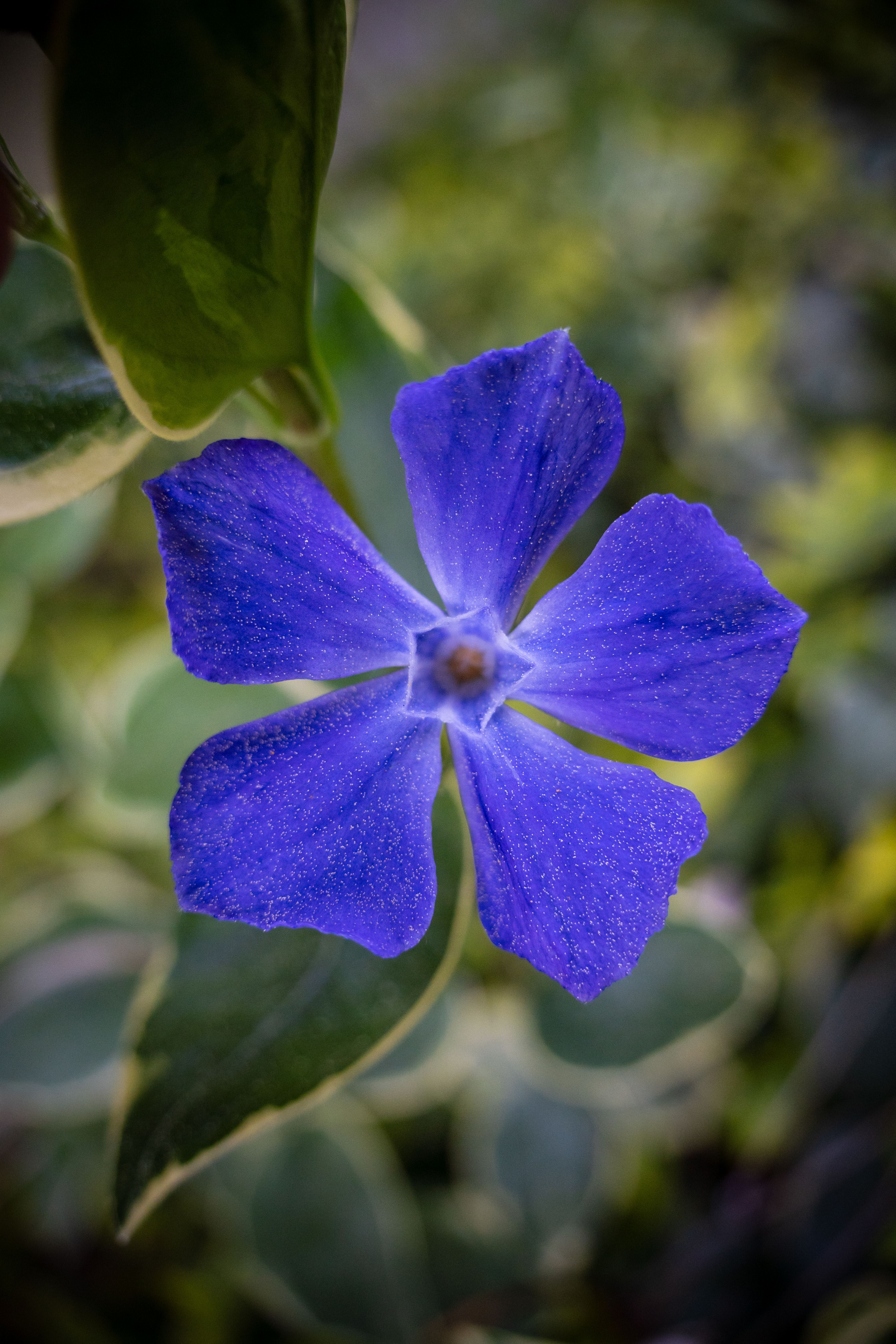 Head of a Blooming Greater Periwinkle · Free Stock Photo