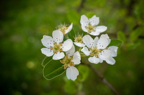 Free Macro shot of delicate white pear blossoms with green leaves in springtime. Stock Photo