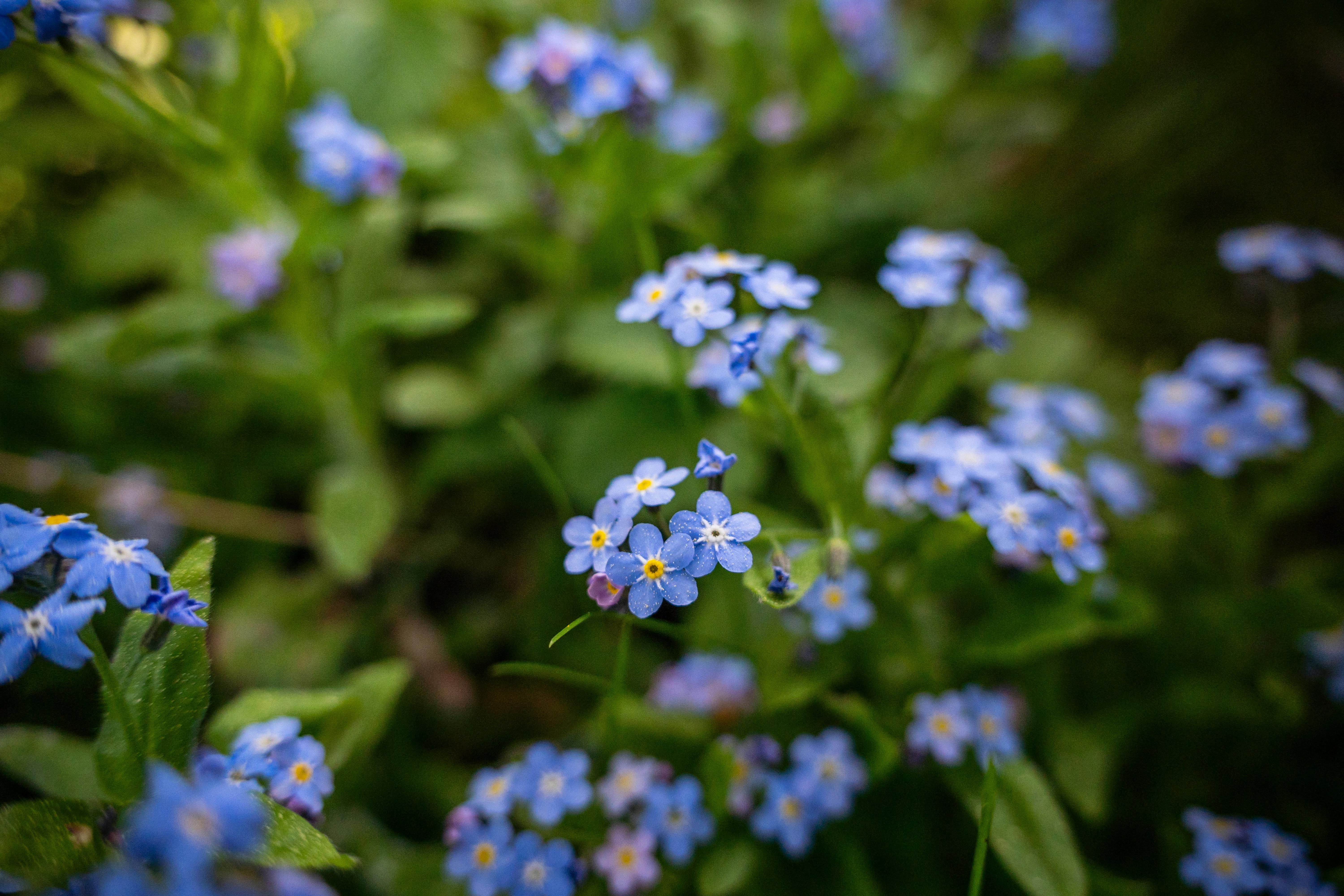[ColoSach]-close-up-of-charming-blue-forget-me-not-flowers-in-lush-green-foliage-during-spring.