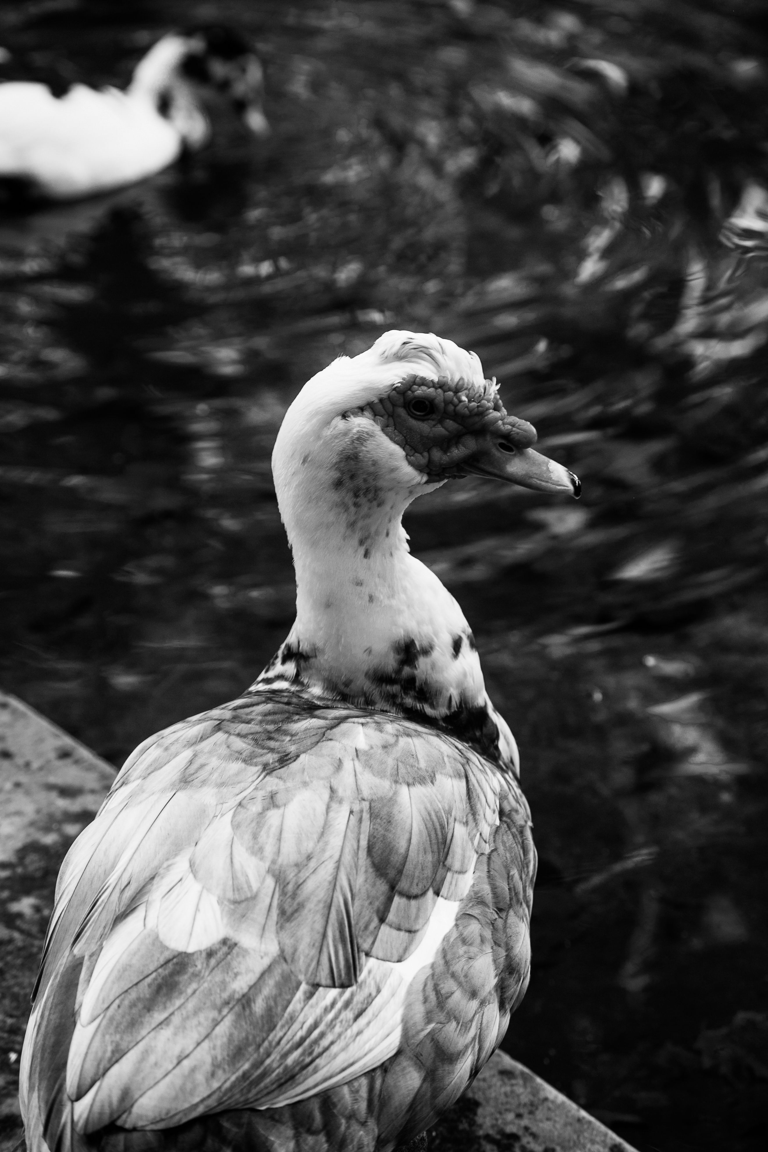 A dramatic black and white photograph of a Muscovy duck by the water's edge.