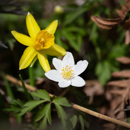 ahşap anemon, bahar, Bahar çiçekleri içeren Ücretsiz stok fotoğraf