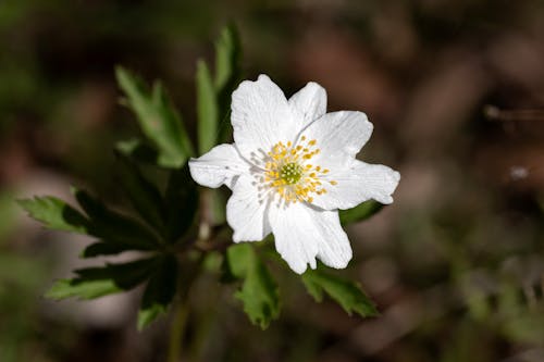 ウッドアネモネ, 春, 春の花の無料の写真素材