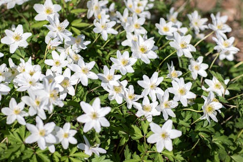 ウッドアネモネ, 春, 春の花の無料の写真素材