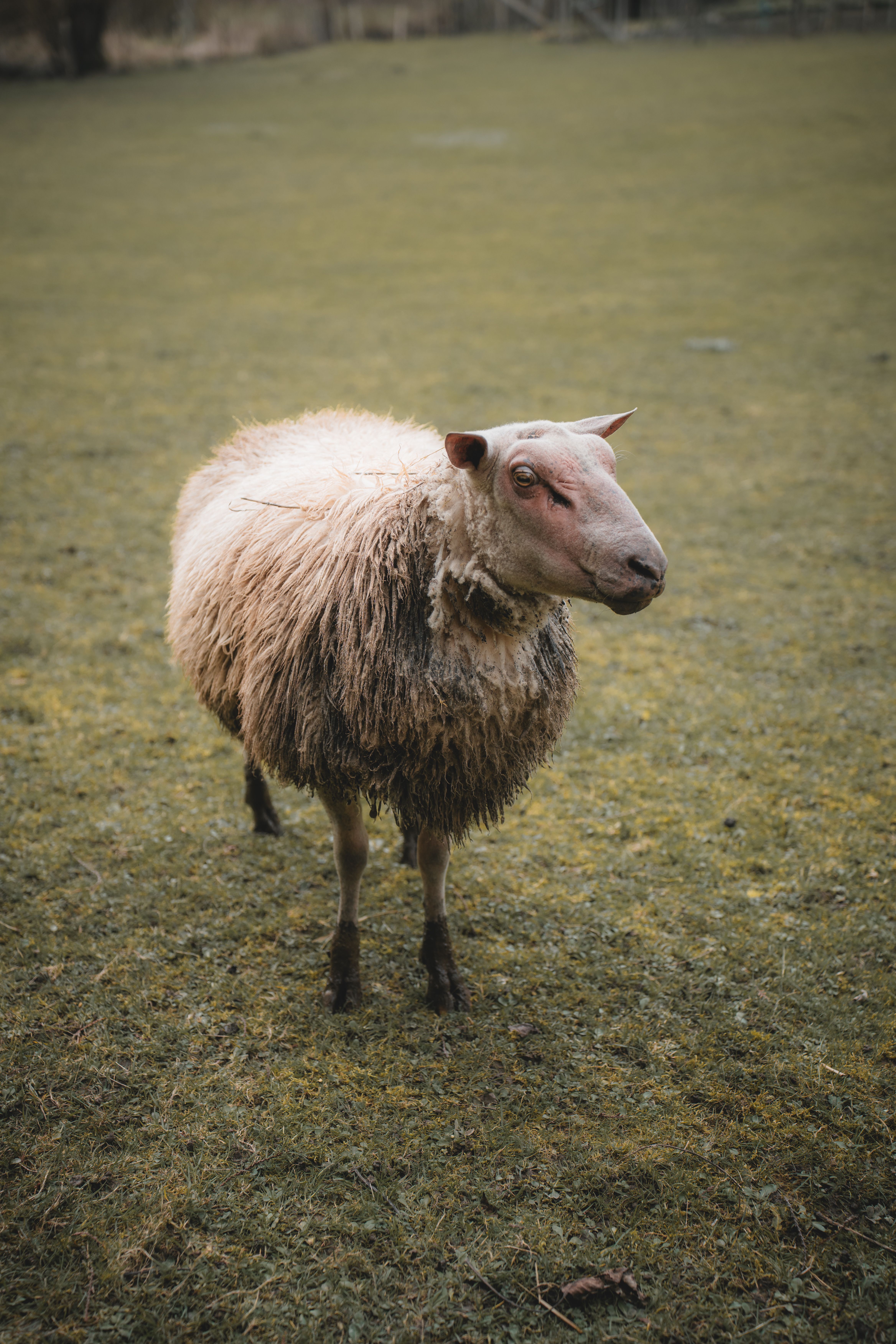 A lone sheep stands calmly in a lush green pasture, exuding rural tranquility.