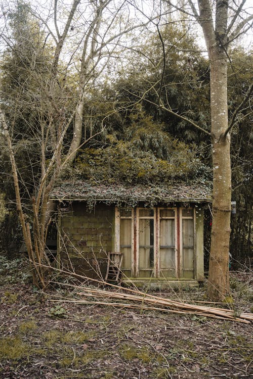 Imagine de stoc gratuită din abandonat, arbori, cabane