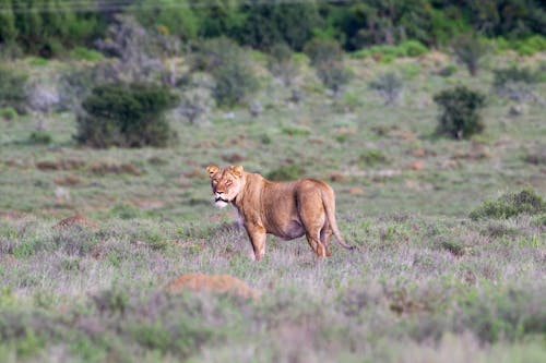 A lion standing in the middle of a field