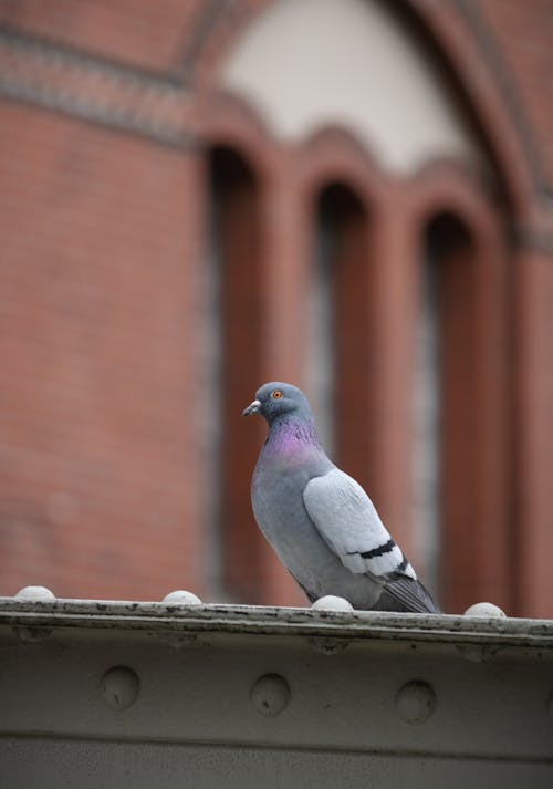 Photos gratuites de allemagne, animal, architecture