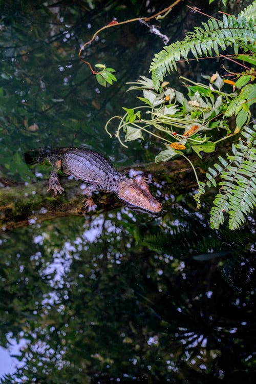 An alligator is swimming in the water near some trees