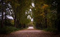 沿着宁静的森林小径漫步，欣赏充满活力的秋叶和迷人的风景