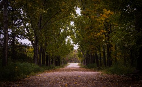 Free Explore a tranquil forest pathway with vibrant fall foliage and inviting scenery. Stock Photo