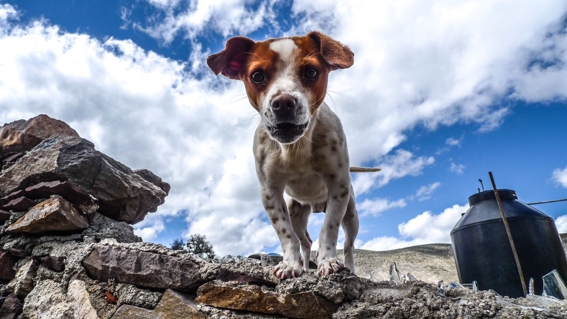 Portrait of a dog at a veterinary clinic