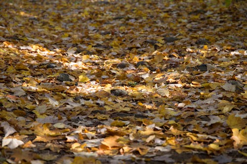 Free Stack of Leaves Stock Photo
