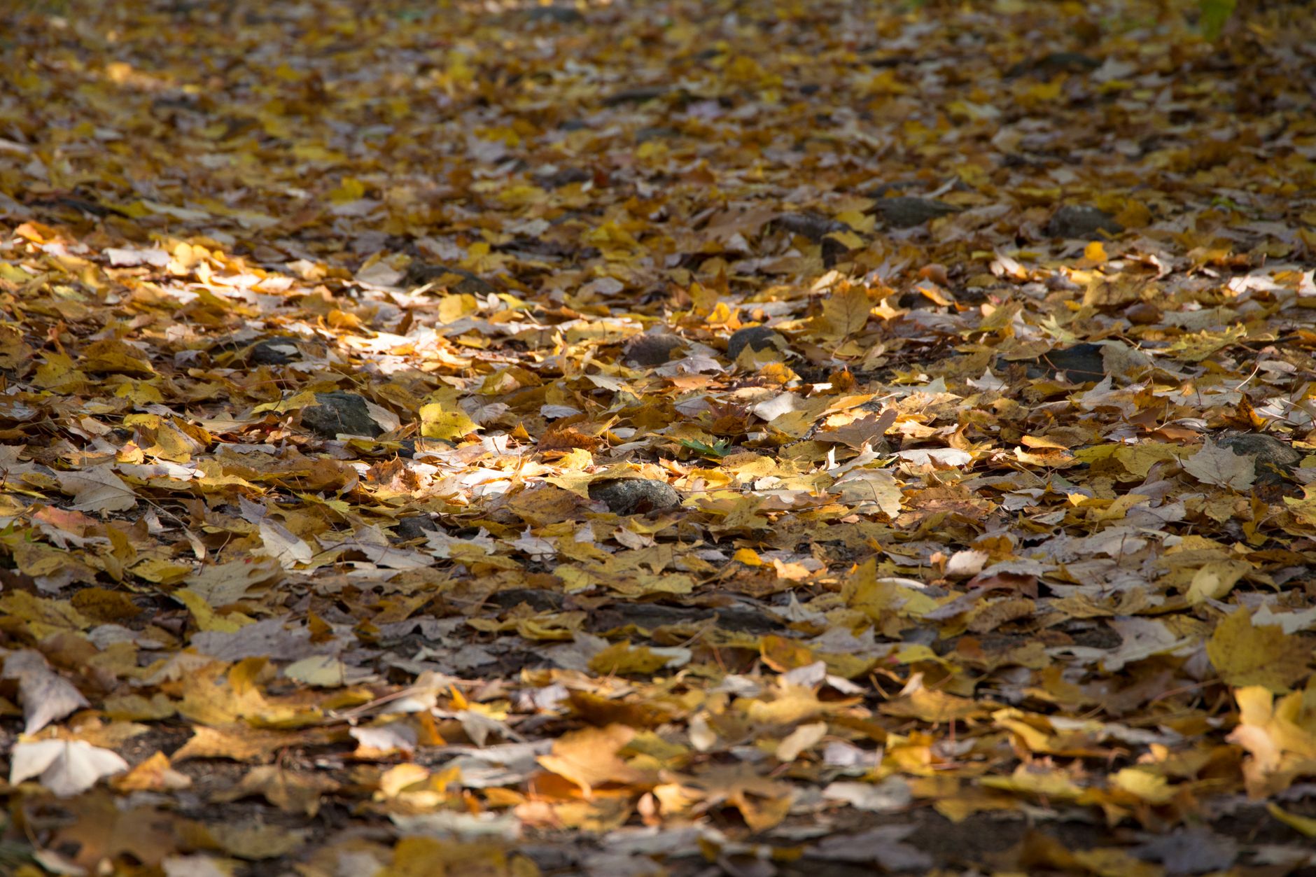 A serene path blanketed with golden autumn leaves capturing the essence of fall.. pexels, serene, path