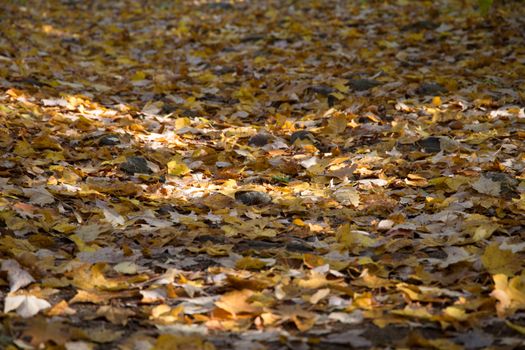 A serene path blanketed with golden autumn leaves capturing the essence of fall.. pexels, serene, path