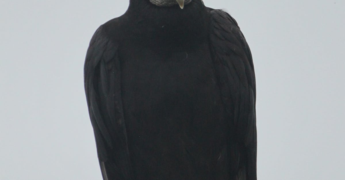 Free stock photo of animal, bird, black