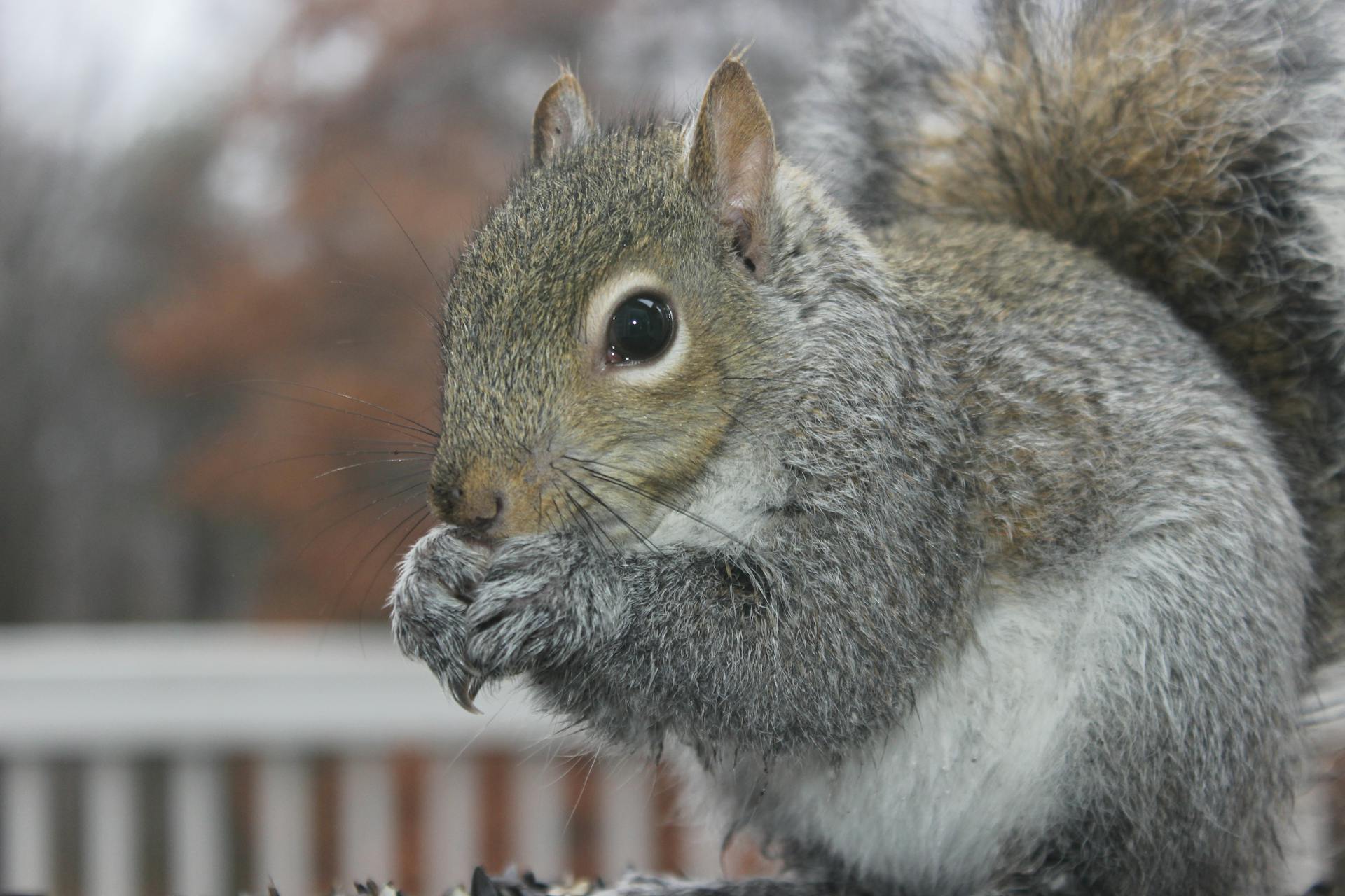 Gray Squirrel