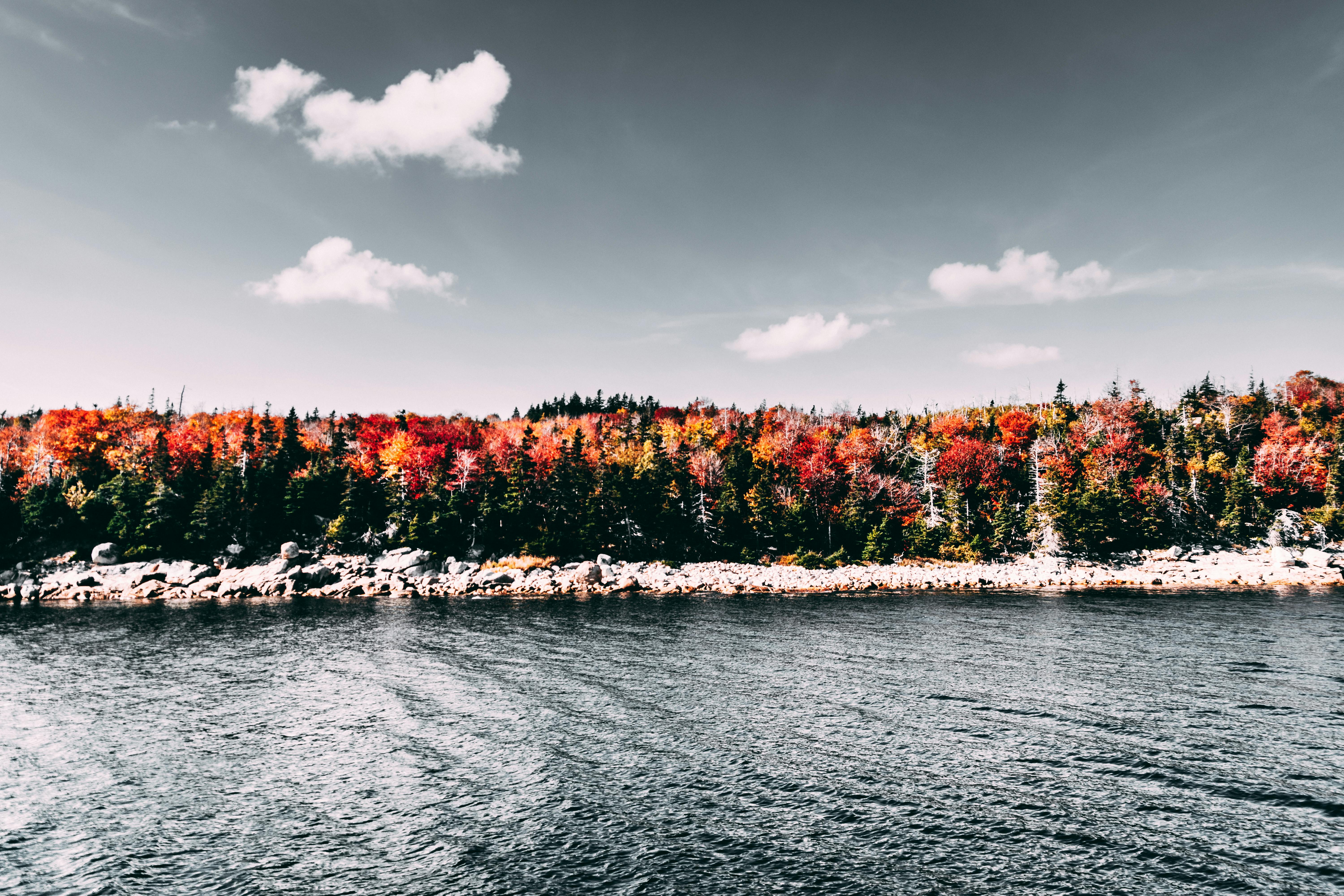 晴朗的天空下，湖畔的秋季森林景色充满活力，美丽动人
