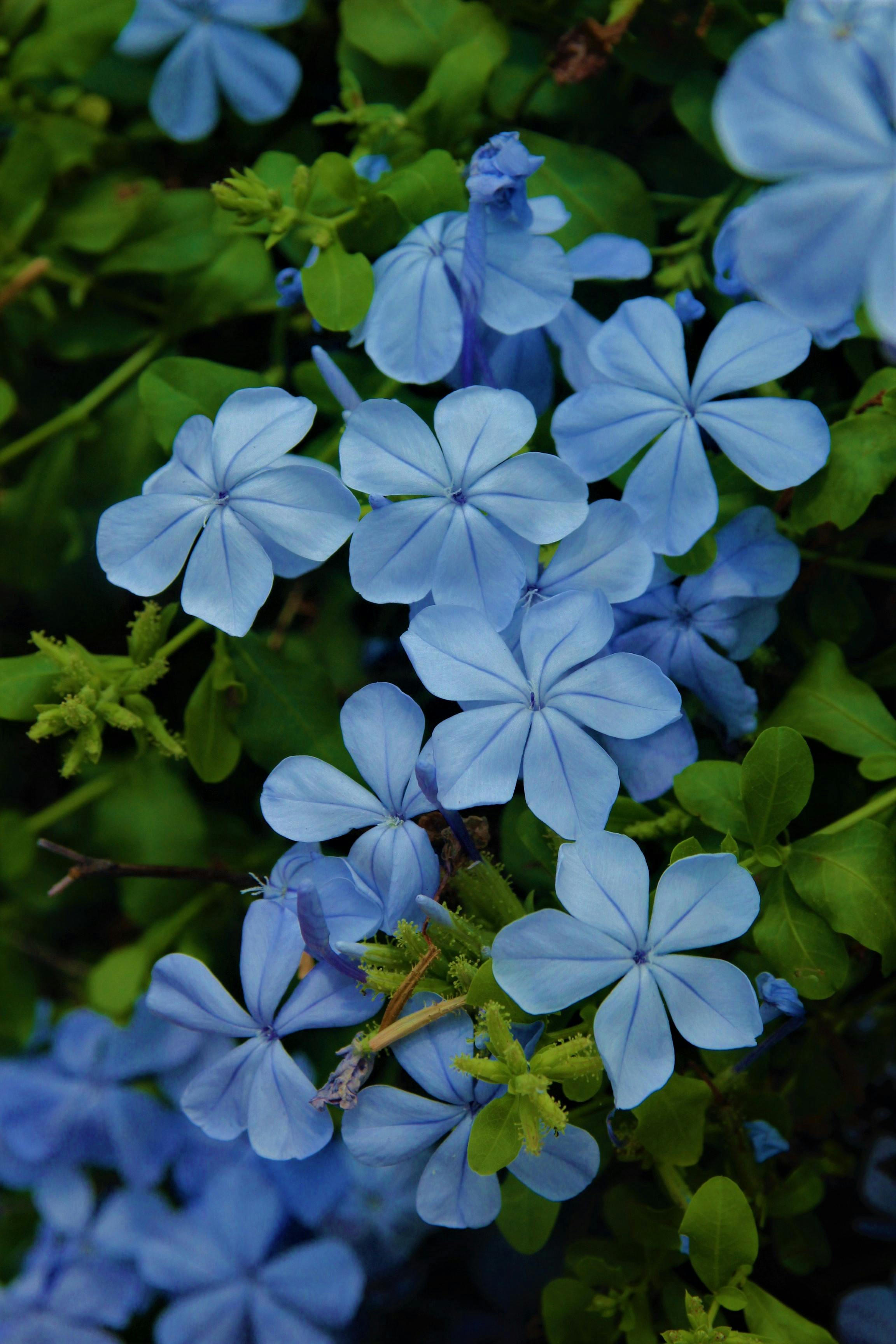 Free stock photo of the blue