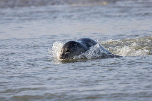 Close-up of a seal swimming energetically in the ocean, capturing marine wildlife behavior.