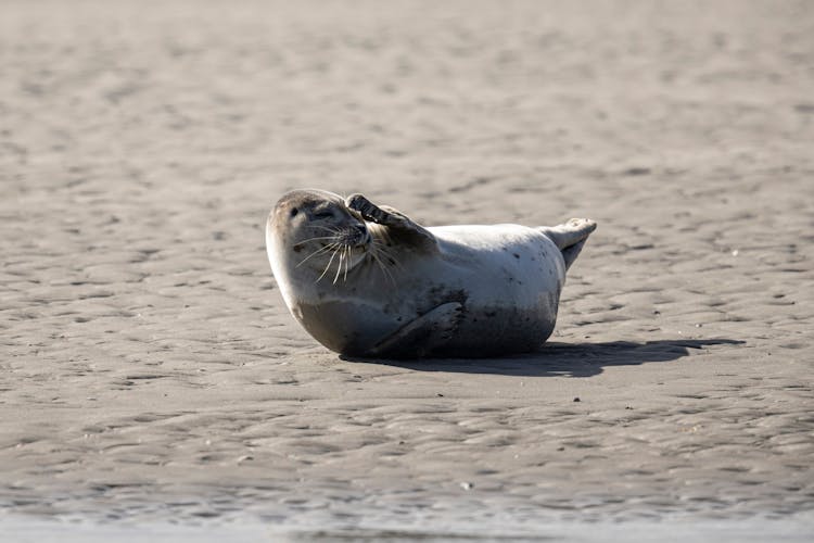 Funny Seal On Beach