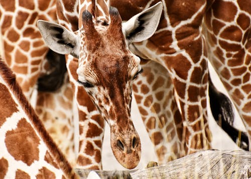 Gratis Giraffa Foto a disposizione
