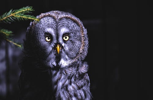 Fotobanka s bezplatnými fotkami na tému divočina, perie, roztomilá sova