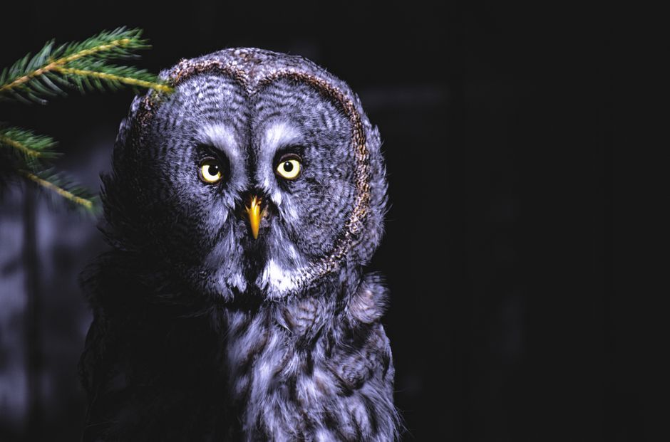Fotomural Retrato detallado de un búho grande con ojos intensos en un entorno forestal.