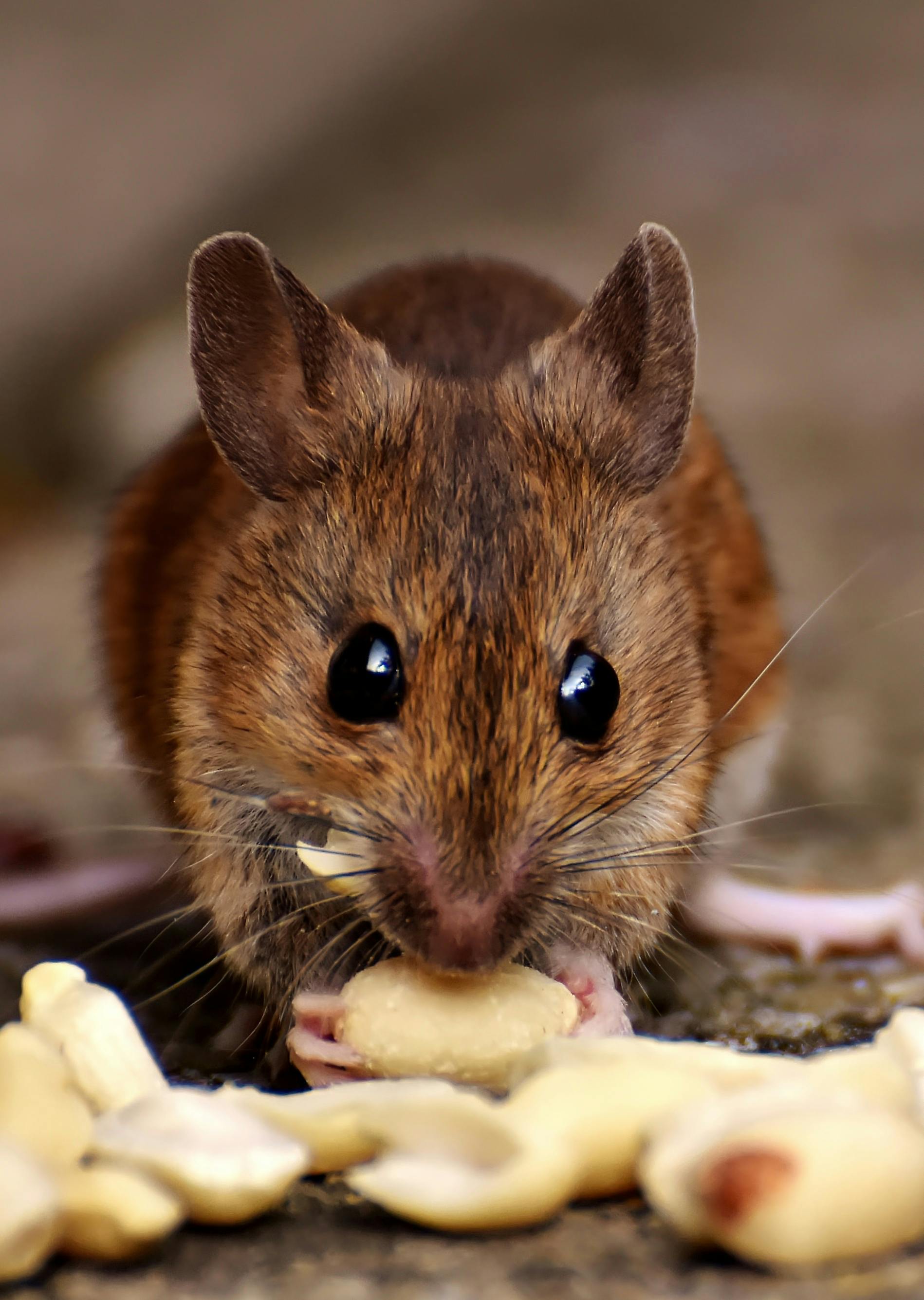 what mice eat the food