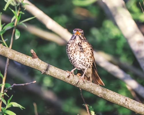 Free Close-up of a song thrush bird perching on a branch in natural sunlight. Stock Photo