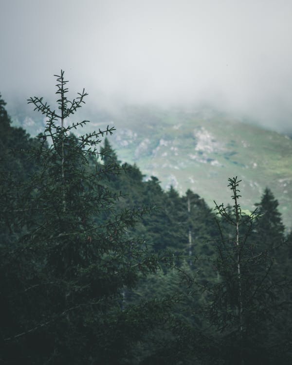 Pine Trees in Forest