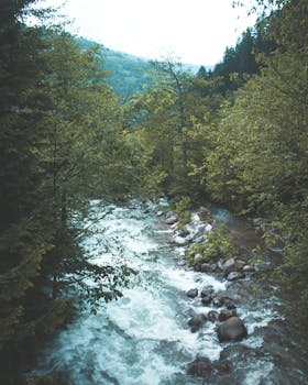 一条宁静的河流穿过郁郁葱葱的森林，四周树木与岩石环绕，构成了一幅静谧的自然图景