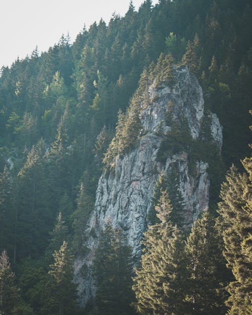 Fotobanka s bezplatnými fotkami na tému hora, krajina, les