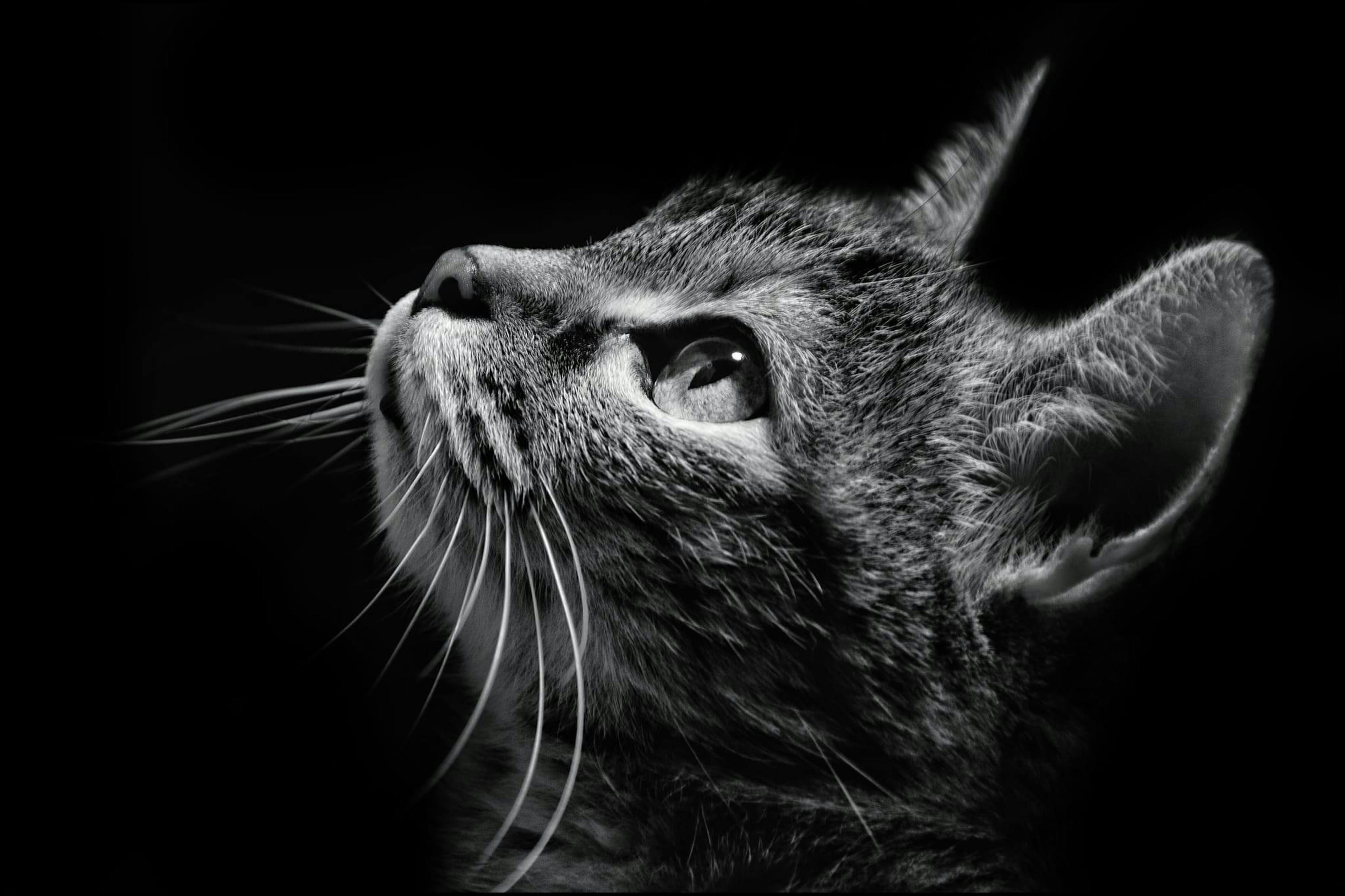 Free Any cats lover ? this is for you ( Cat ) black and white Stock Photo
