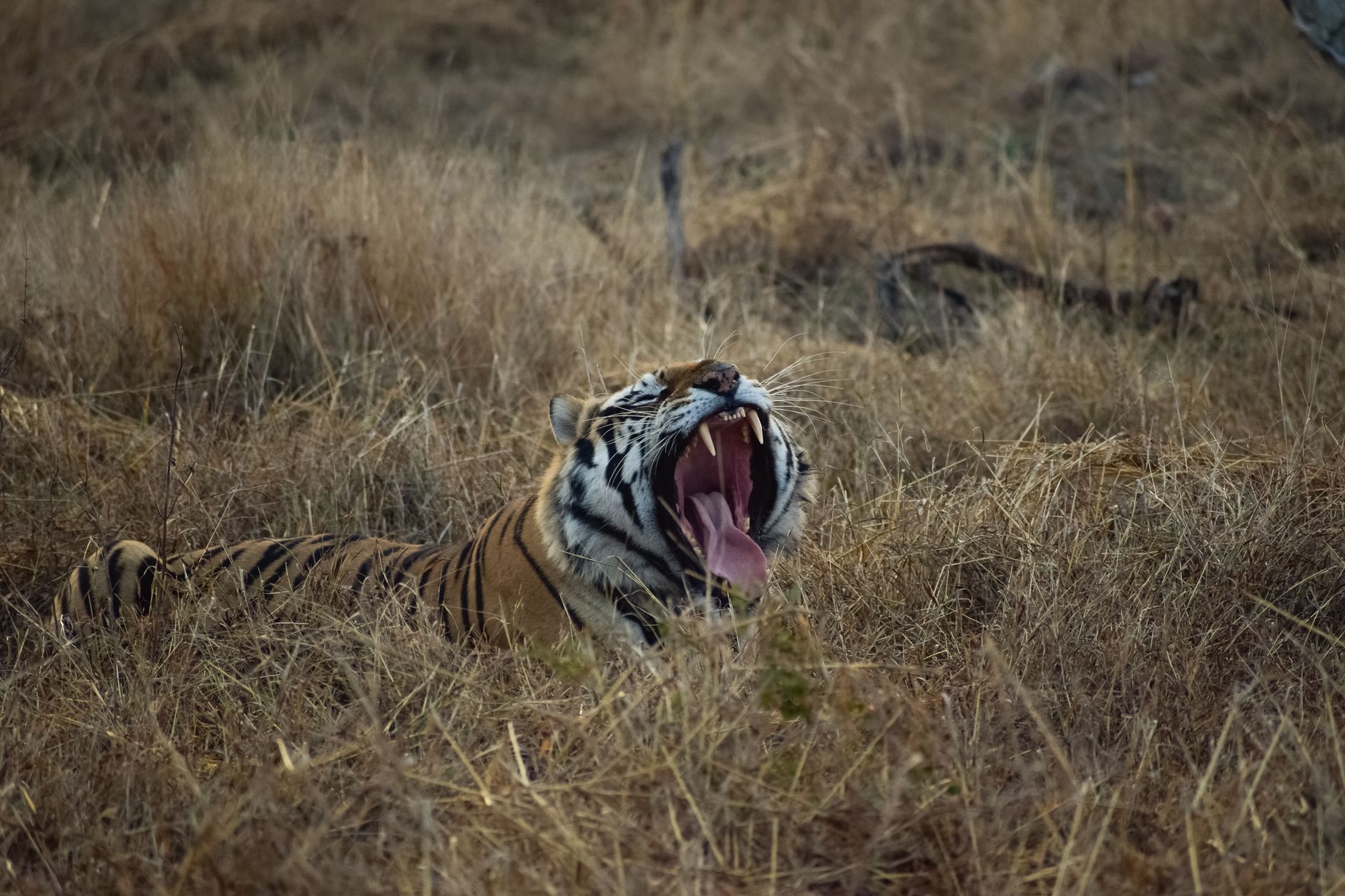 A Bengal tiger yawns in its natural habitat at Panna National Park, India.