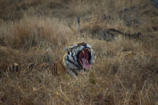 A Bengal tiger yawns in its natural habitat at Panna National Park, India.